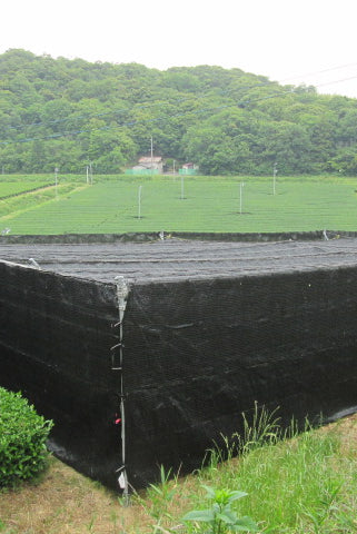 Виготовлення матча: Як затінюють чайний кущ для виготовлення матча?