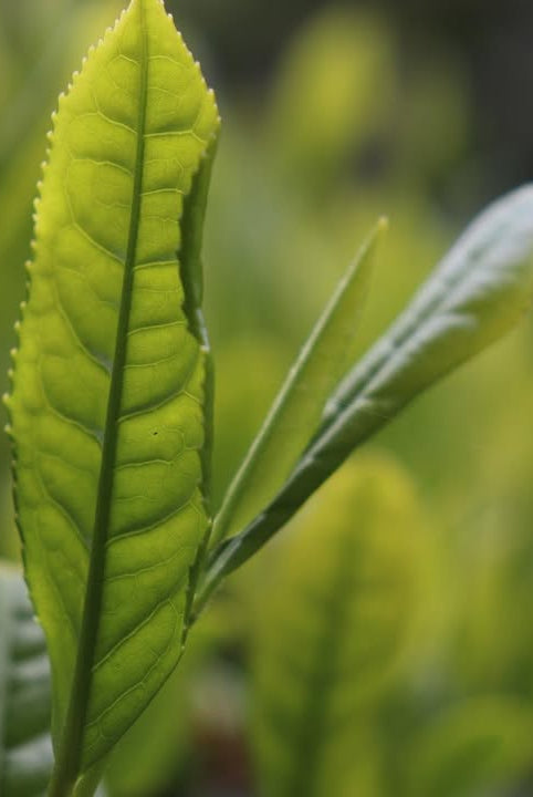 Матча «Самідорі» від Nagatani Tea Factory