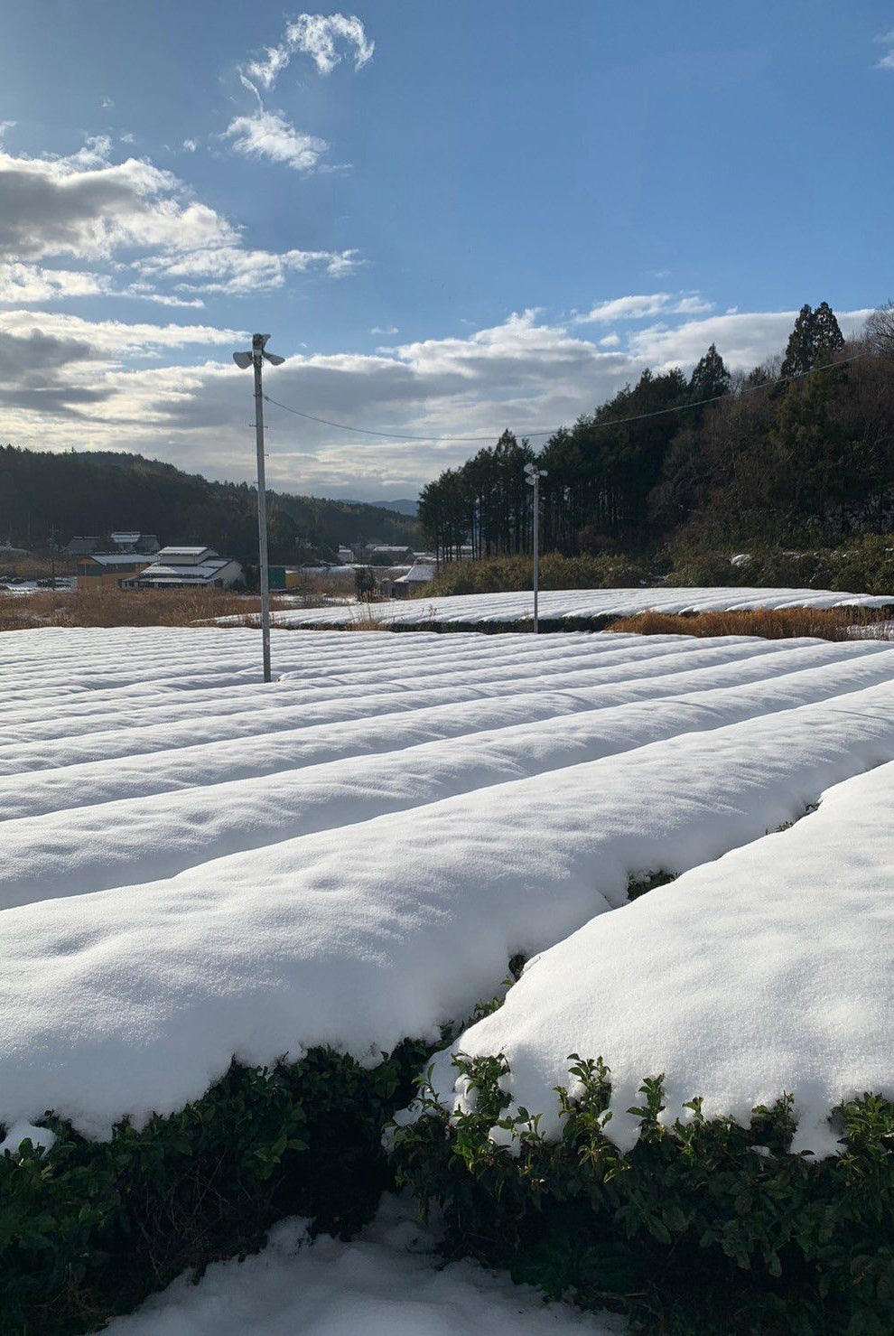 Як відразнити якісний матча від підробки?