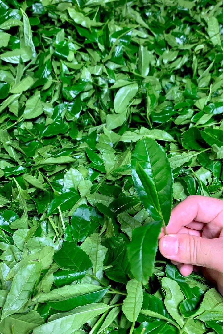 Фермер Ясухару Маено та ферма Маруясу: традиції та майстерність у вирощуванні чаю