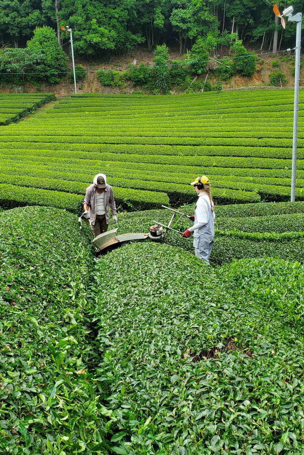 Obubu Tea Farm: Традиції, Інновації та Роль у Чайній Індустрії
