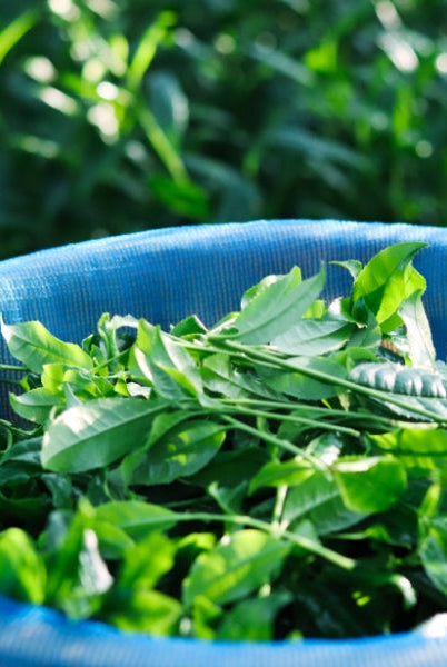 Фермер Sakata Matabei та культивар Асахі: історія і традиції виробництва матча