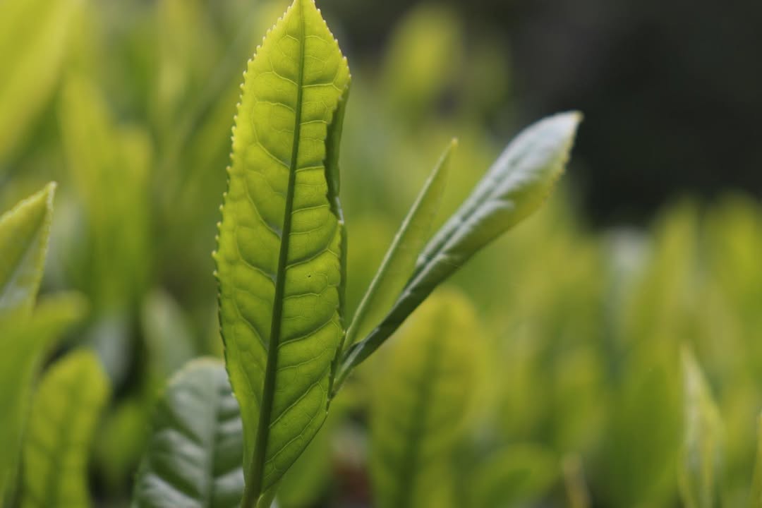 Матча «Самідорі» від Nagatani Tea Factory