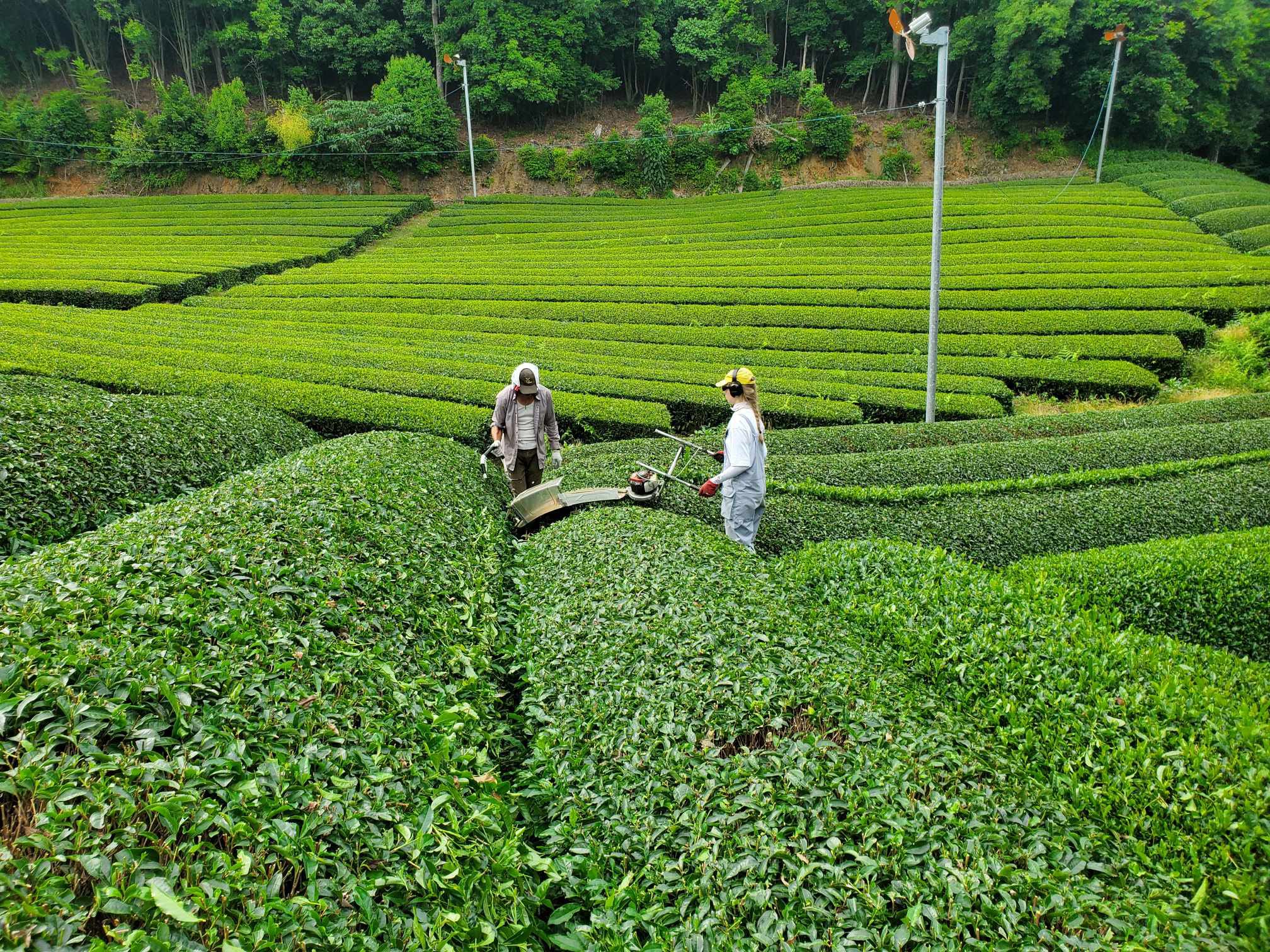 Obubu Tea Farm: Традиції, Інновації та Роль у Чайній Індустрії