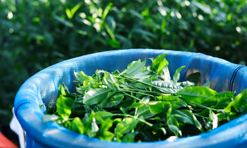 Фермер Sakata Matabei та культивар Асахі: історія і традиції виробництва матча