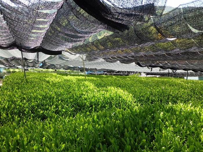 Процес затінення чаю для матча та гьокуро. Чайна плантація ферми Маруясу ( Oumi Maruyasu) , дистрибутор Matcher.store – префетура Шига. Цучіяма, Асамія, Кока – чайні регіони де вирощується чай для Matcher.store/